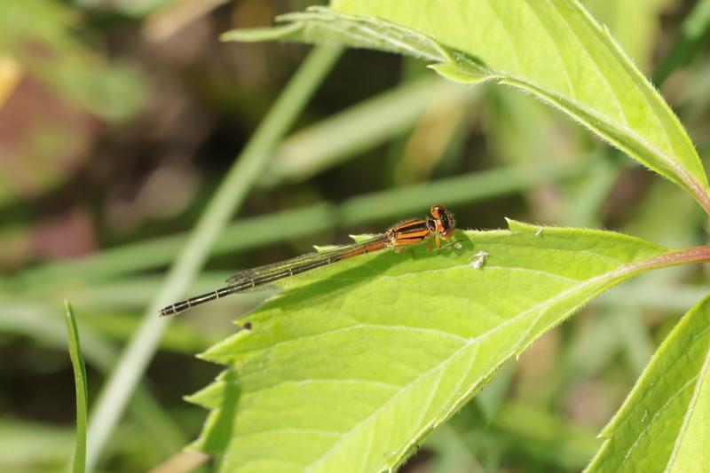 Photo of Eastern Forktail