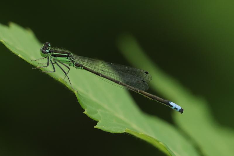Photo of Eastern Forktail