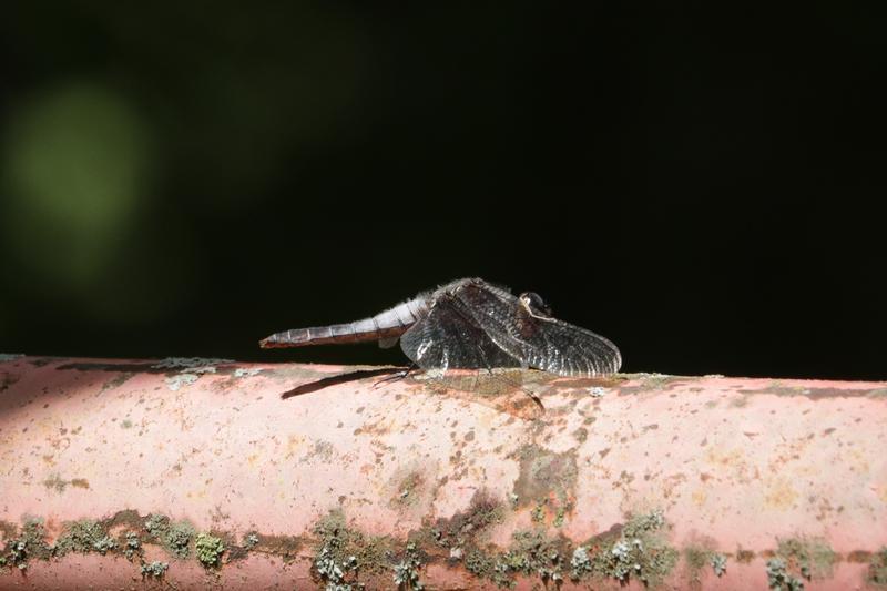 Photo of Chalk-fronted Corporal