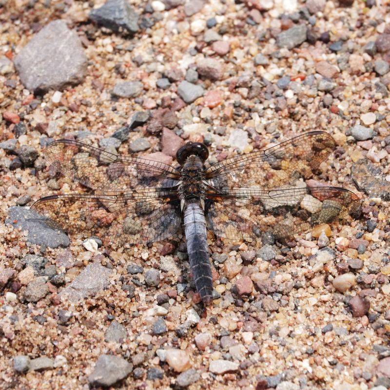 Photo of Chalk-fronted Corporal