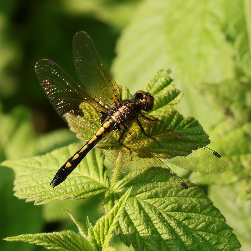 Photo of Dot-tailed Whiteface