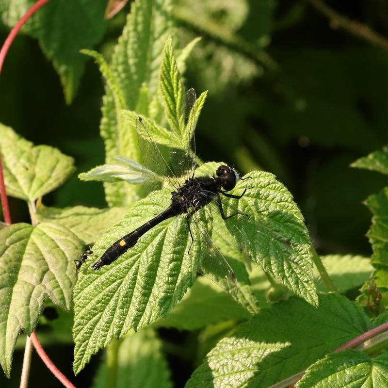 Photo of Dot-tailed Whiteface