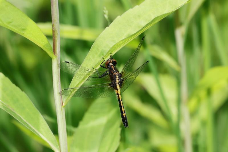 Photo of Dot-tailed Whiteface