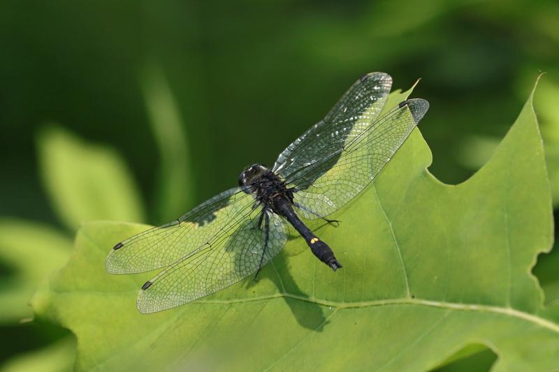 Photo of Dot-tailed Whiteface