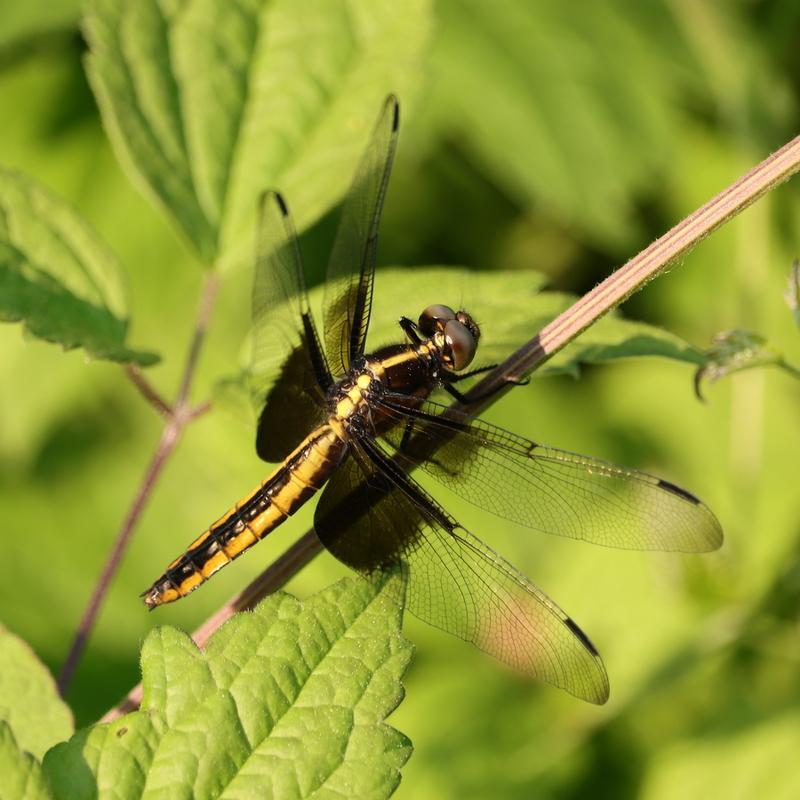 Photo of Widow Skimmer