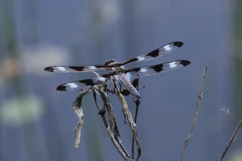 Photo of Twelve-spotted Skimmer