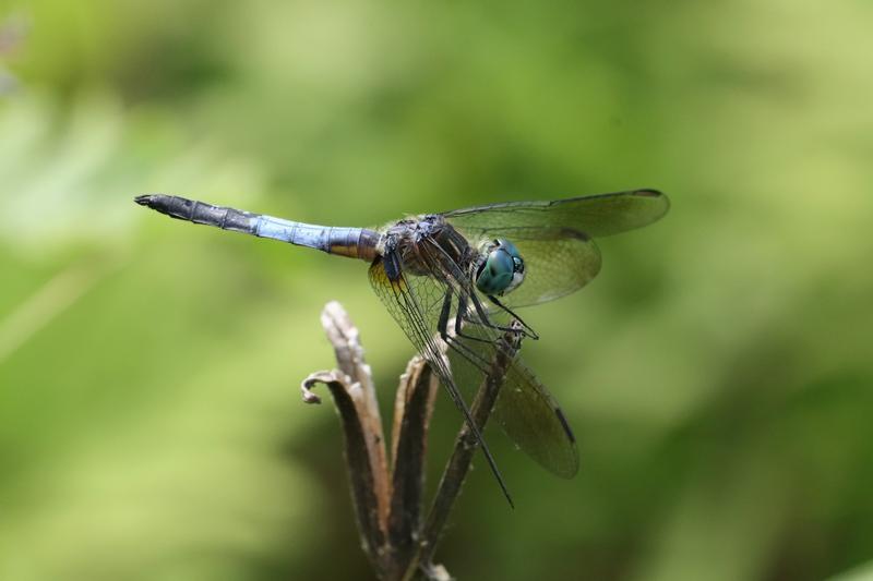 Photo of Blue Dasher