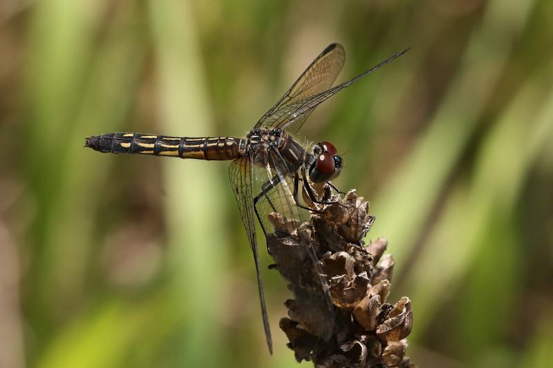 Photo of Blue Dasher