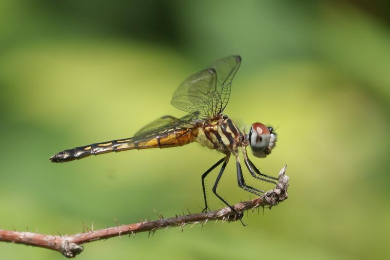 Photo of Blue Dasher
