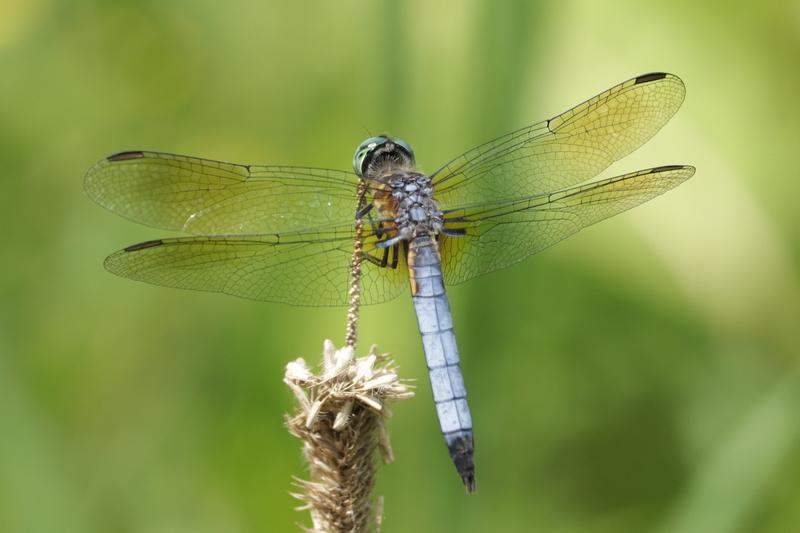 Photo of Blue Dasher