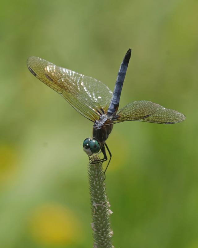 Photo of Blue Dasher