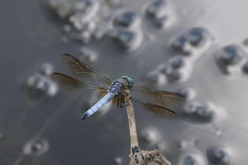 Photo of Blue Dasher