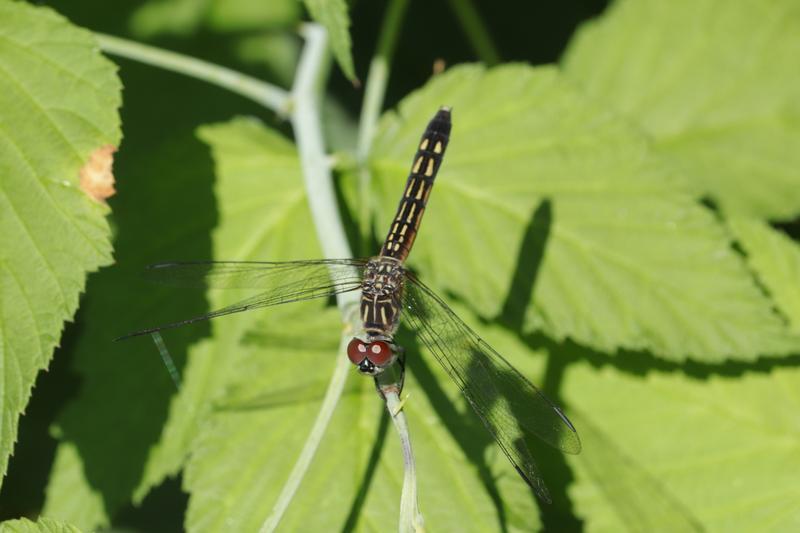 Photo of Blue Dasher