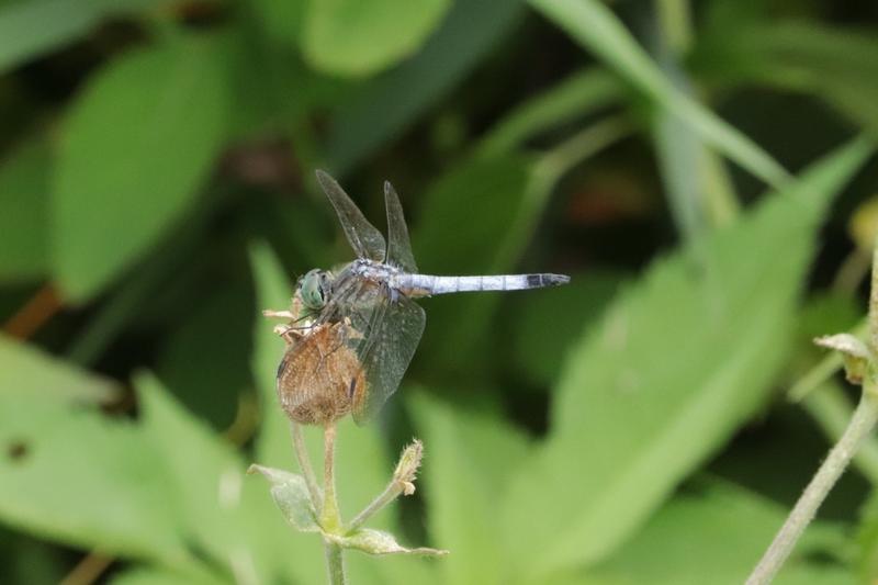 Photo of Blue Dasher