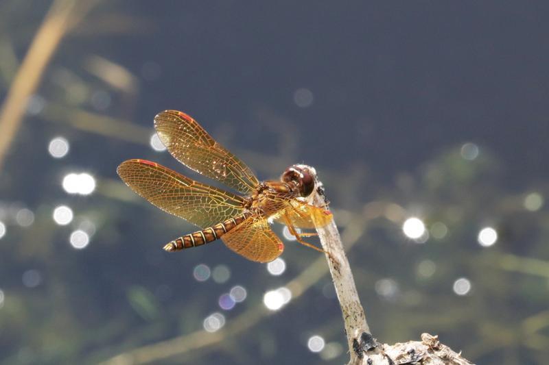 Photo of Eastern Amberwing