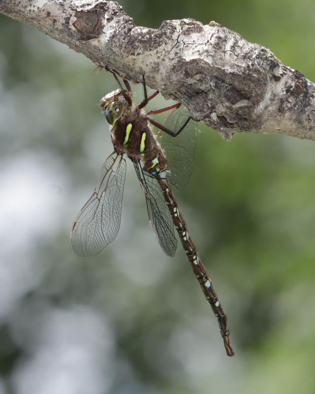 Photo of Shadow Darner