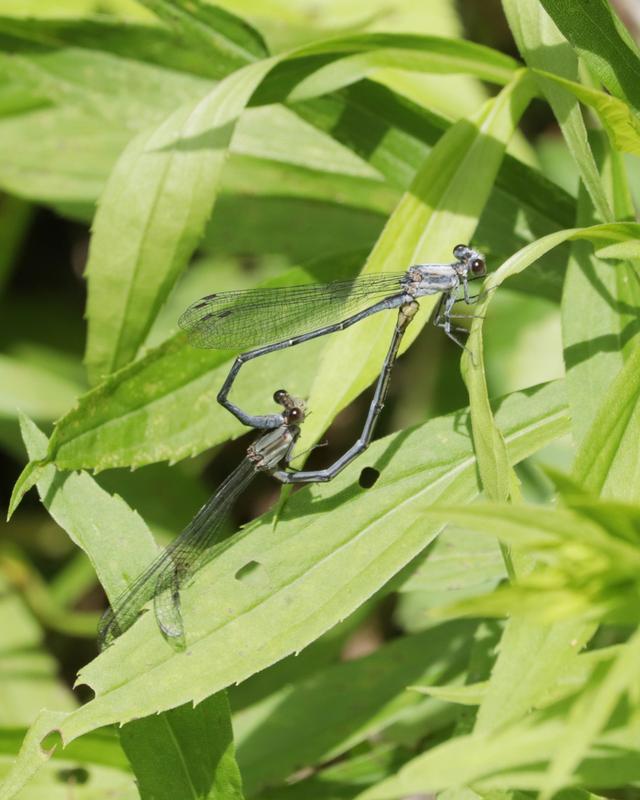 Photo of Powdered Dancer