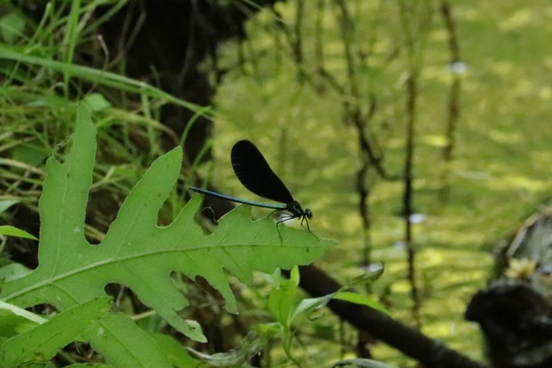 Photo of Ebony Jewelwing