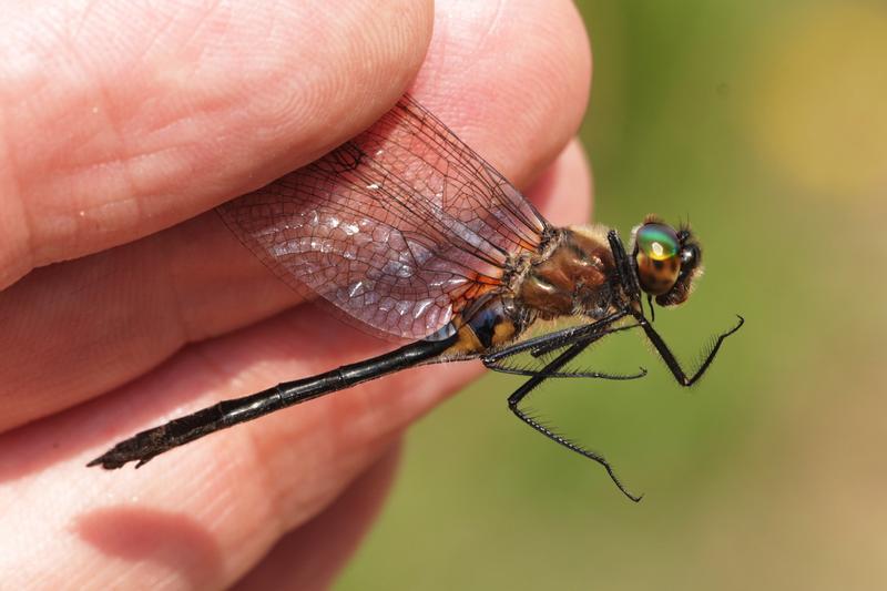 Photo of Racket-tailed Emerald