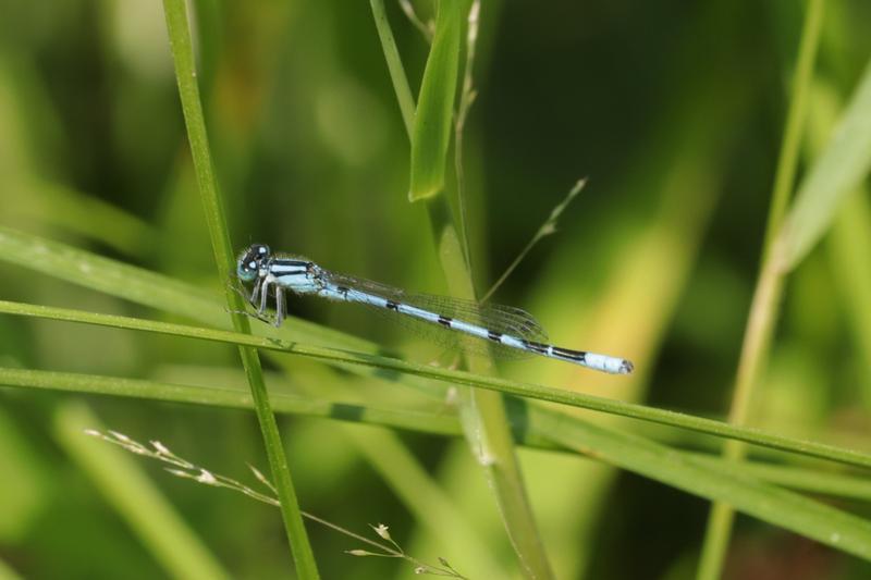 Photo of Hagen's Bluet