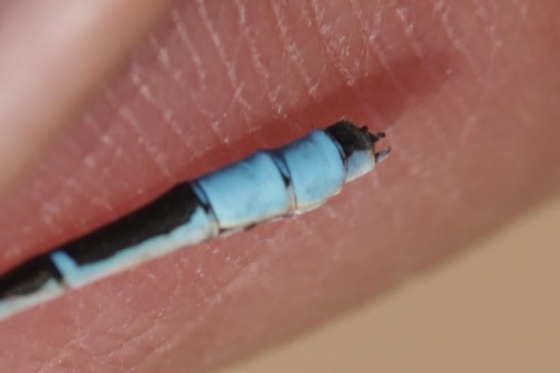 Photo of Hagen's Bluet