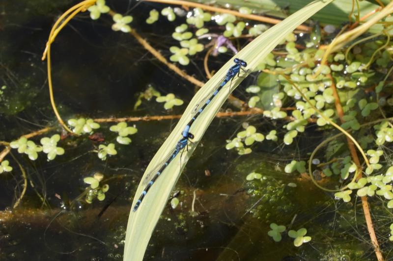 Photo of Tule Bluet