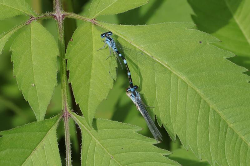 Photo of Tule Bluet