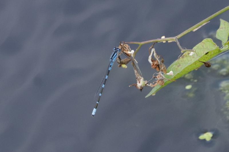 Photo of Tule Bluet