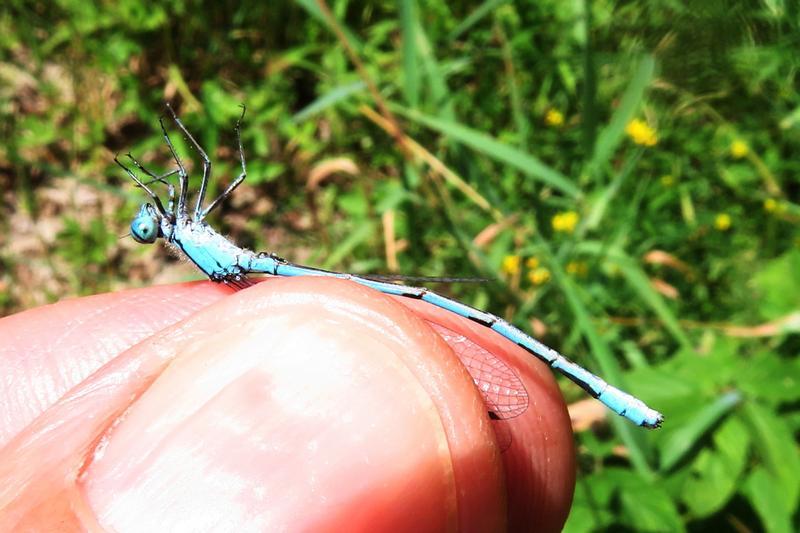 Photo of Hagen's Bluet
