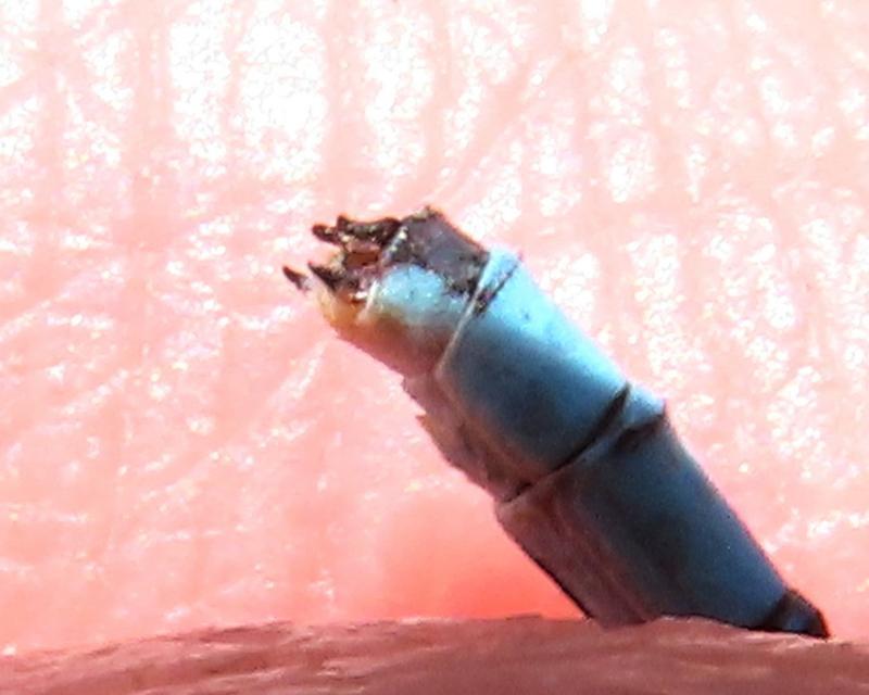 Photo of Hagen's Bluet