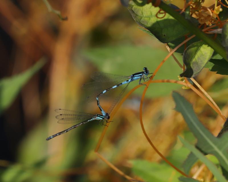 Photo of Tule Bluet