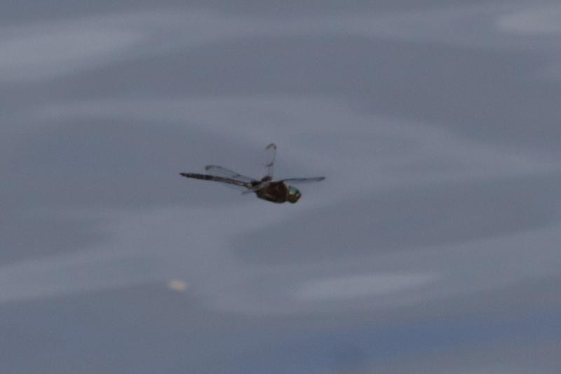 Photo of Prince Baskettail