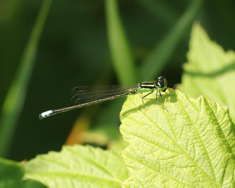 Photo of Eastern Forktail