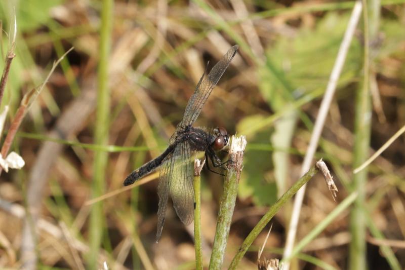 Photo of Dot-tailed Whiteface