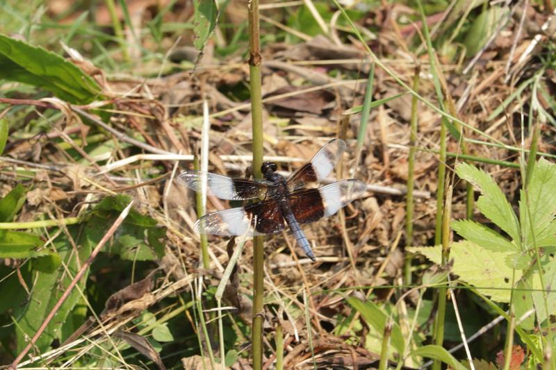 Photo of Widow Skimmer
