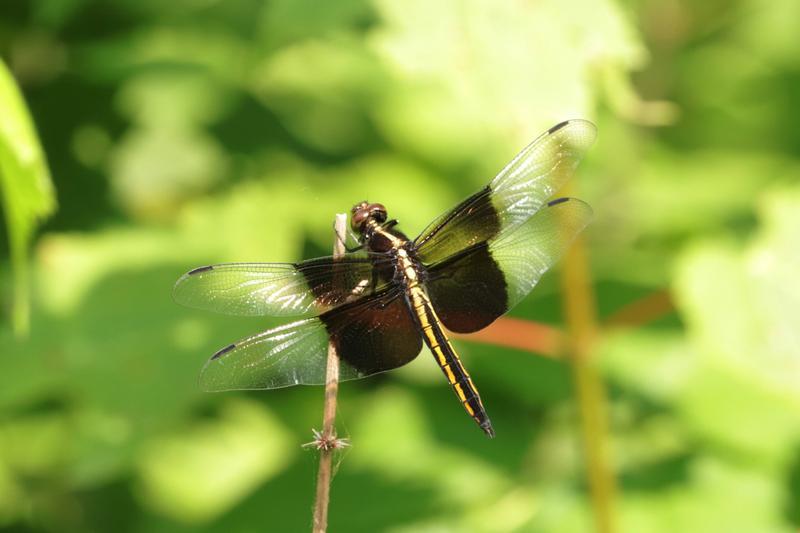 Photo of Widow Skimmer