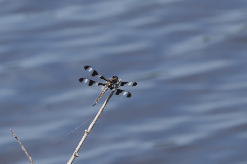Photo of Twelve-spotted Skimmer