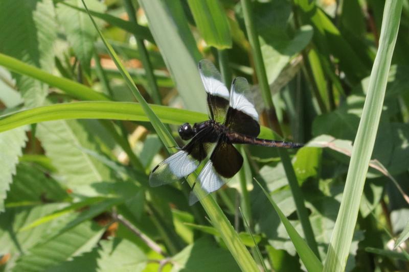 Photo of Widow Skimmer