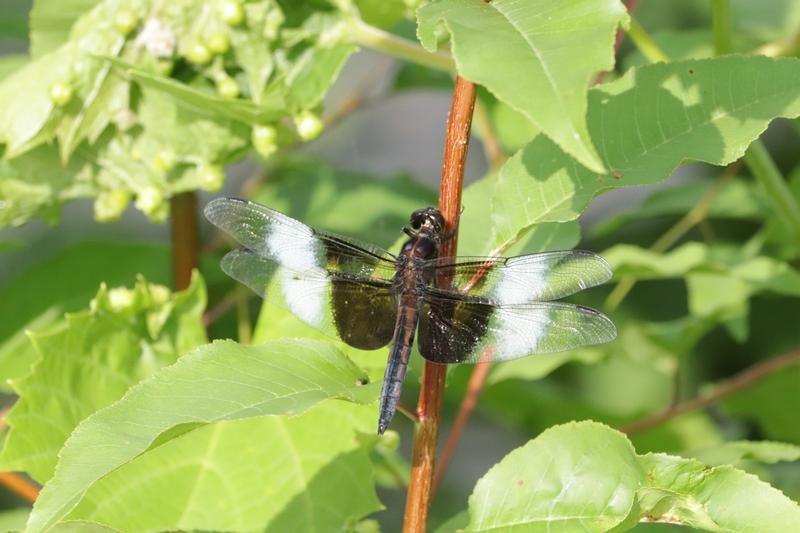 Photo of Widow Skimmer
