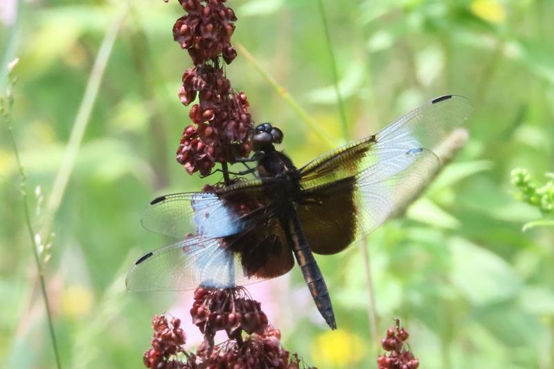 Photo of Widow Skimmer