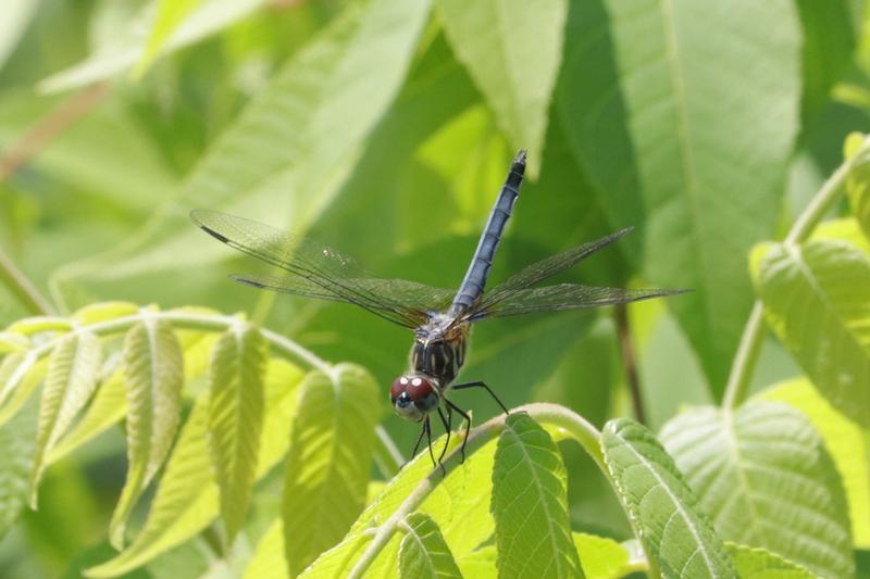 Photo of Blue Dasher