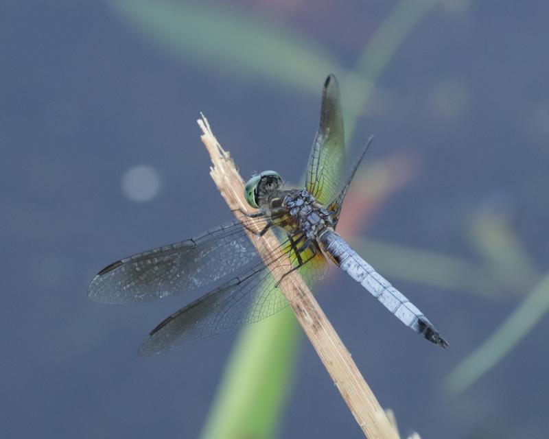 Photo of Blue Dasher