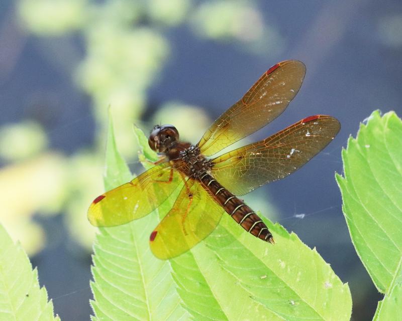 Photo of Eastern Amberwing