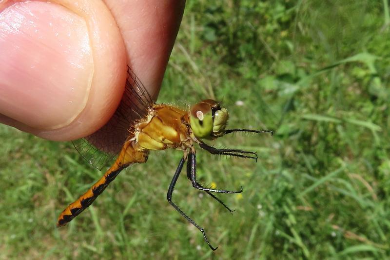 Photo of White-faced Meadowhawk