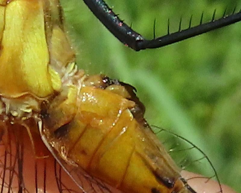 Photo of White-faced Meadowhawk