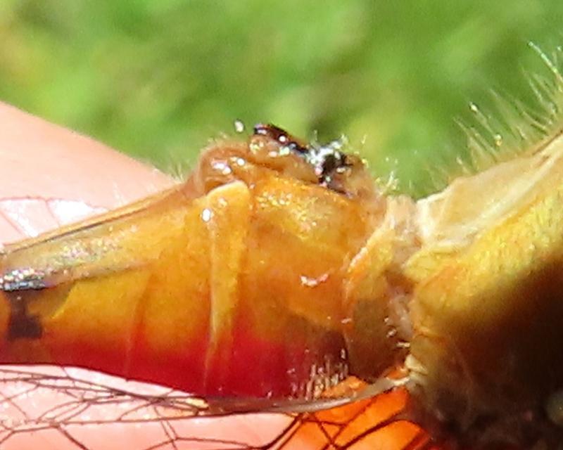 Photo of White-faced Meadowhawk
