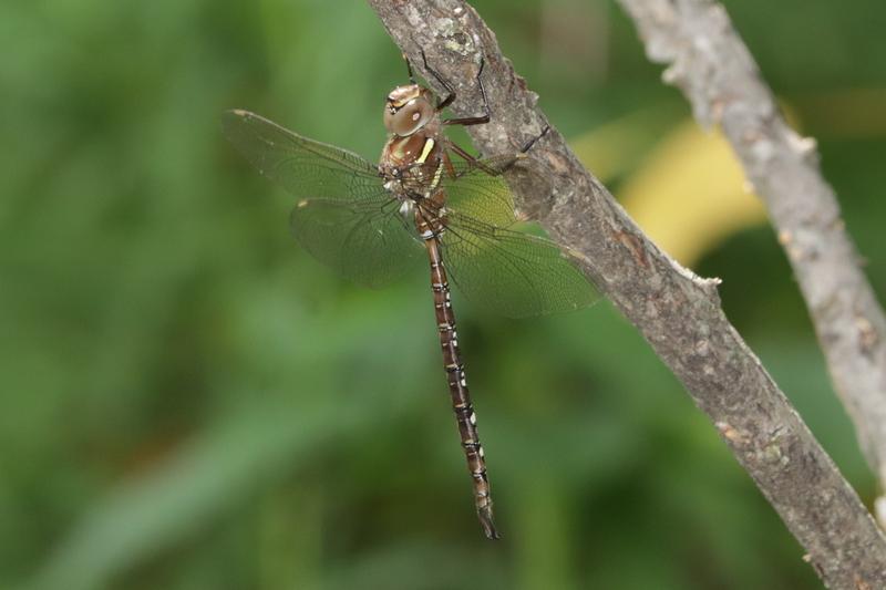 Photo of Shadow Darner