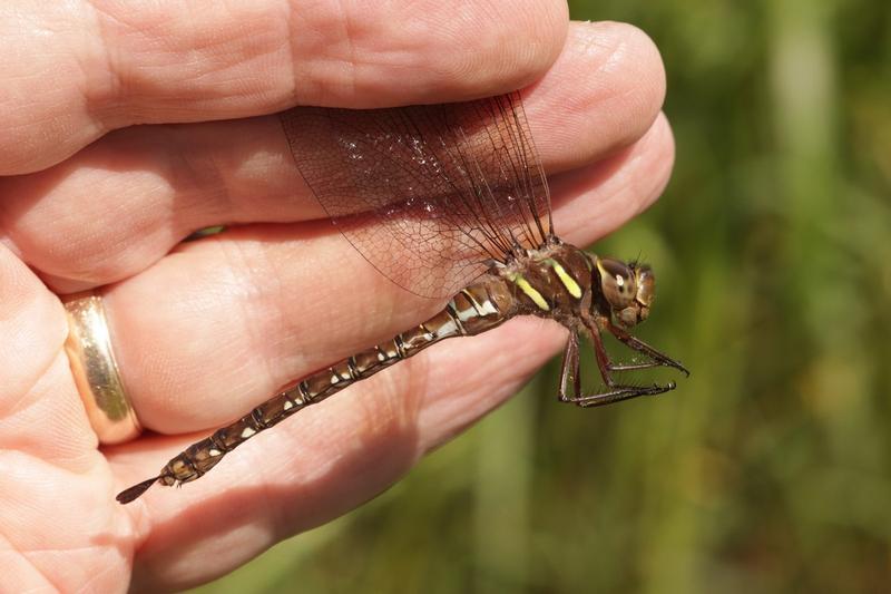 Photo of Shadow Darner