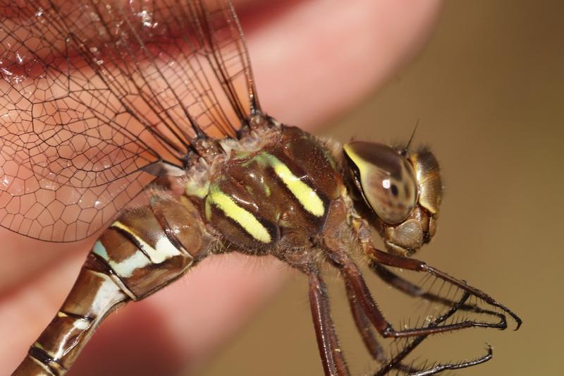 Photo of Shadow Darner