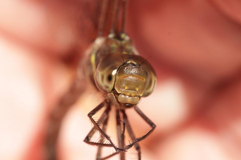 Photo of Shadow Darner